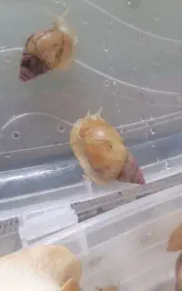 حلزون آلبینو با تولید کلاژن. مناسب جوان سازی پوست