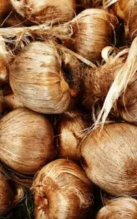خرید وفروش پیاز زعفران