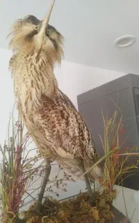 عروسک پرنده