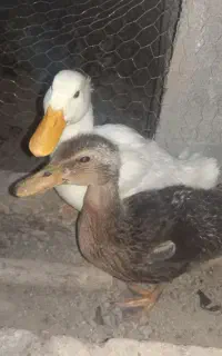 یک جفت اردک نر وماده کاملا سالم وسرحال