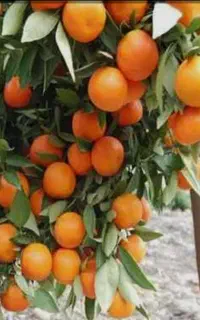 کود ارگانیک سبو سیب (کروا)