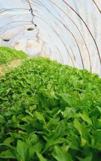 نشا گوجه فرنگی،