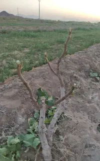 فروش پیوندک یا ترکه پسته احمدآقایی