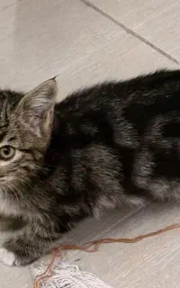 واگذاری رایگان بچه‌گربه دو ماهه