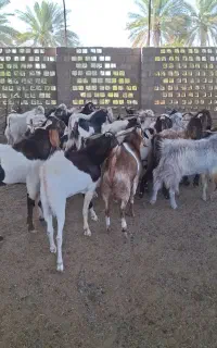 کهره نر