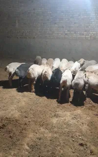 پشم بره برای لحافت تشک تمیز