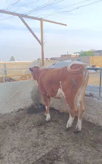 گوساله سیمنتال شرابی پای کل فروش فوری