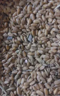 گندم برای کبوتر و...