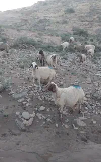 ۲۱ راس میش سالم درجه یک