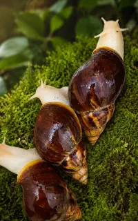 حلزون خانگی و پوستی