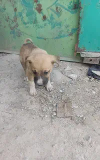 توله سگ