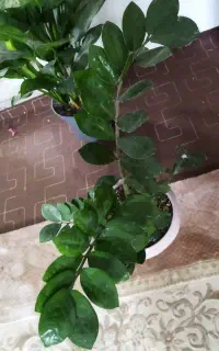 گل اپارتمانی