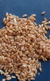گندم (سیروان بوجاری شده مناسب بذر)