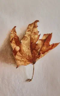 نقاشی-خوشنویسی-کامپیوتر- موسیقی- سفال