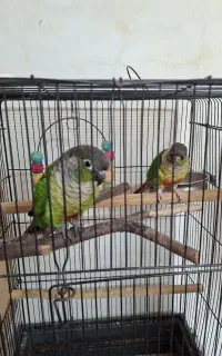 گرینچیک یلوساید