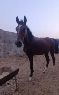 مادیون