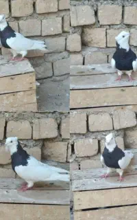 کفتر خوب پرشی قیمت مناسب