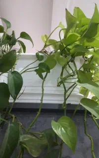 استخدام نیروی خانم در شرکت فانوس سپهر