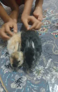 بچه خرگوش دورگه  خوشکل