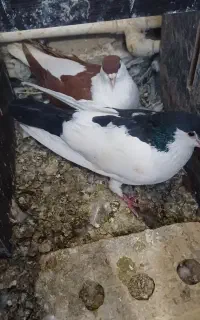 کفتر