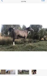 اسب نریون دره شور چهار سال