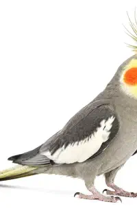 راهنمایی میخاستم