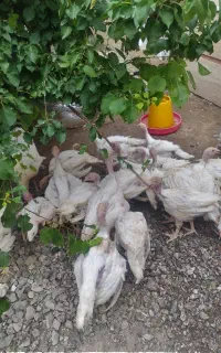جوجه بقلمون بیوتی