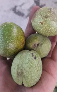 گردو.گیلاس.آلبالو