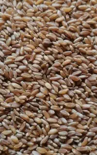 فروش گندم خوارک دام و طیور با تایید دامپزشکی