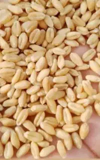 ۴تن گندم ابی شرکت زراعی نیلشهر