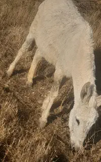 الاغ ماده