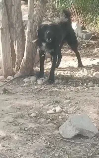 واگذاری قهدرجونی