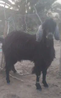 پاچن برای قربانی