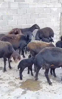 35 راس شیشک میش با بره مخصوص گله داری و عشق بازی