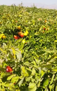 فروش گوجه فرنگی منطقه سرحد روستای سیربانو