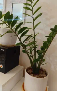 گل ح ر ا ج