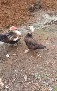 اوردک خارجی