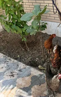 یک عدد خروس قیمت ۱۶۰۰    دوعدد مرغ دونه ای ۷۰۰
