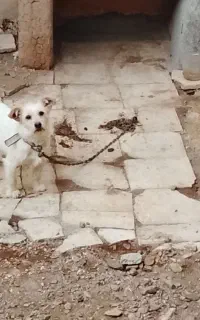 سگ پاکوتاه