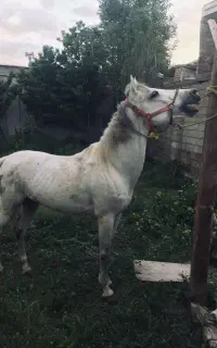 نریان کرد