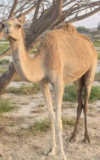شترماده‌جوان
