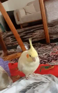 عروس هلندی گم شده در رواسان