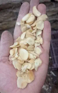 اتولید سلایس (خلال) سیر همدان