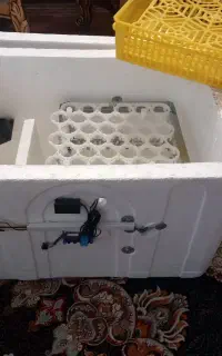 یک دستگاه جوجه کشی تایباد