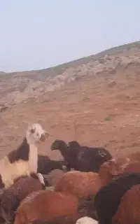 بره قوچ پلنگی