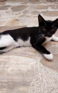 واگذاری گربه