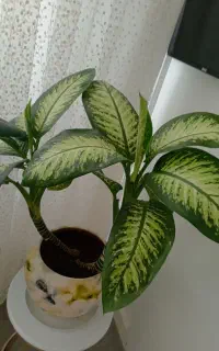 گل های قشنگ