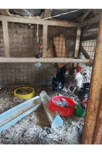 خروس گلین طوسی