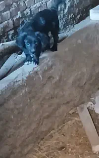 سگ پاکوتاه