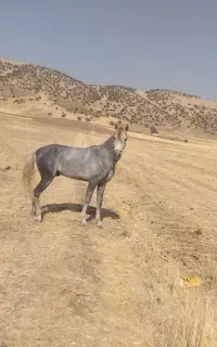 خریدو فروش اسب پالانی